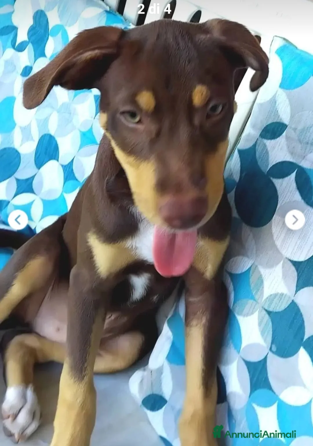 Meticcio cani in regalo: Chico 3mesi tg medio piccola URGENTEEEE SALERNO - Annuncio 1