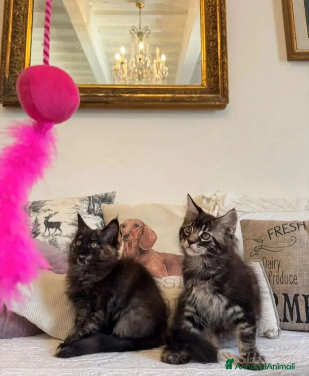 Maine Coon gatti in vendita: Maine coon cuccioli  a Provincia di Siena - Annuncio 1