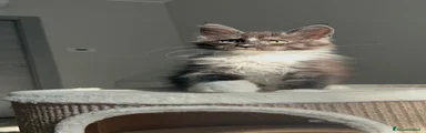 Maine Coon 1