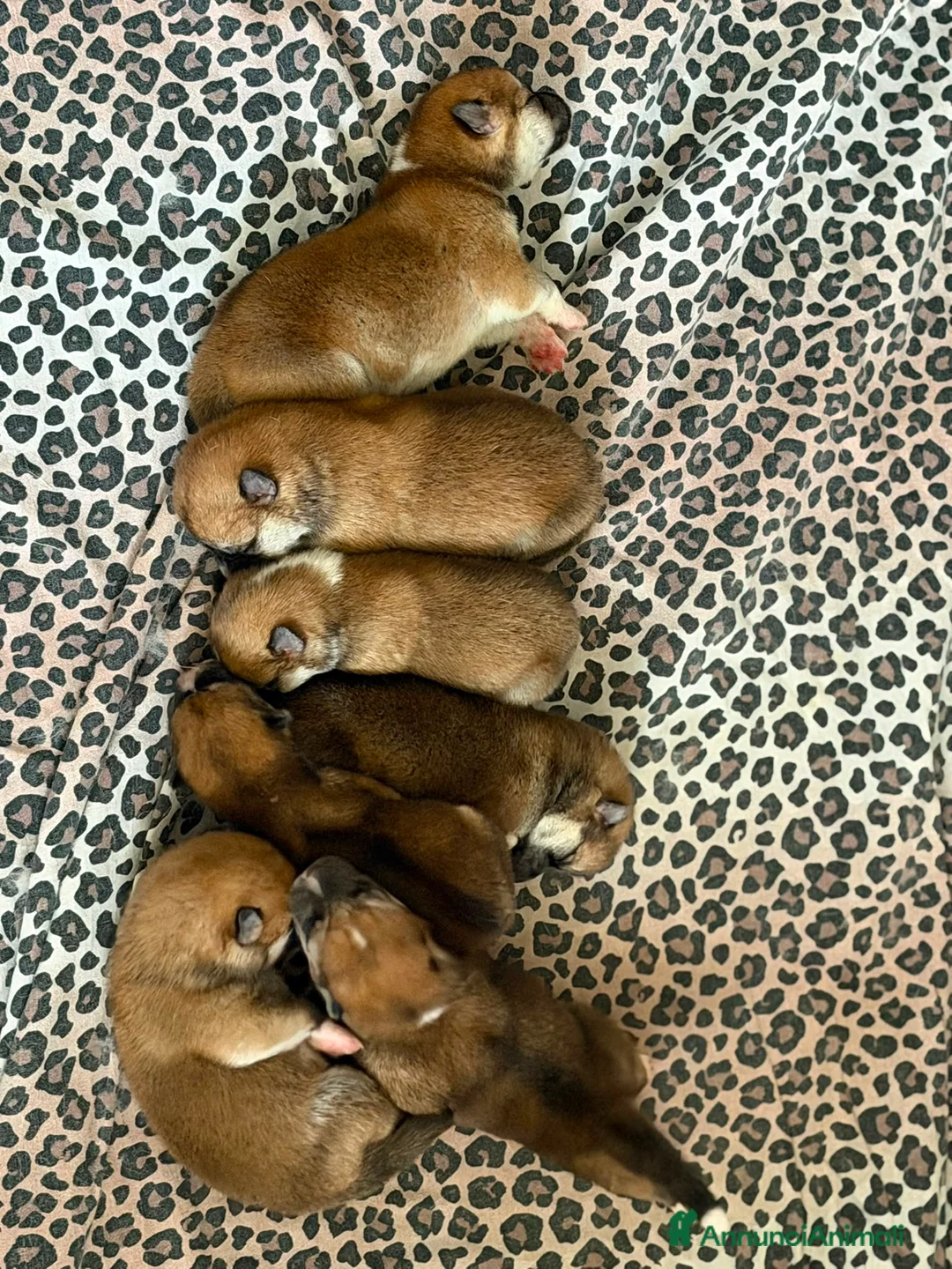Akita Inu cani in vendita: Splendidi cuccioli di Akita Inu Fulvo con Pedigree - Annuncio 2
