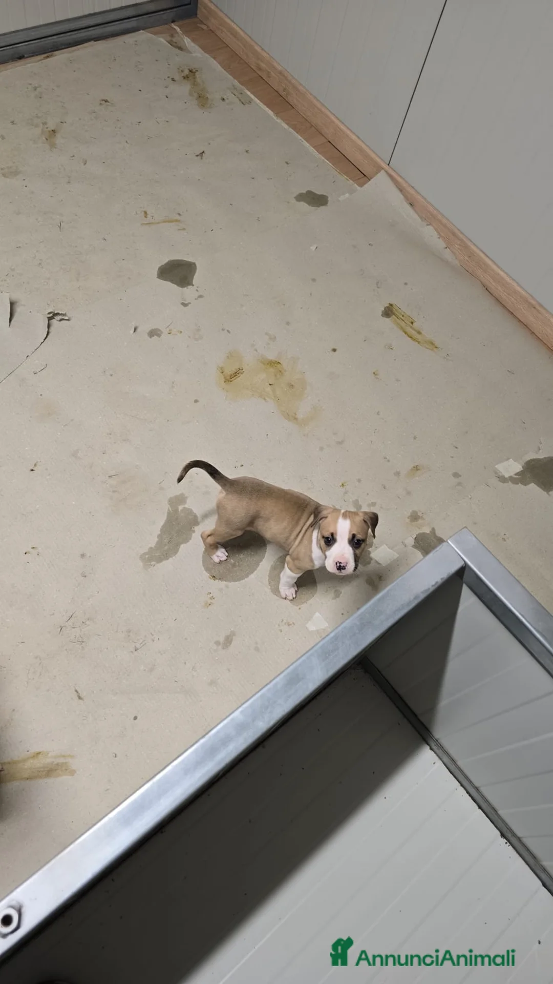 American Staffordshire cani in vendita: Amstaff  - Annuncio 5