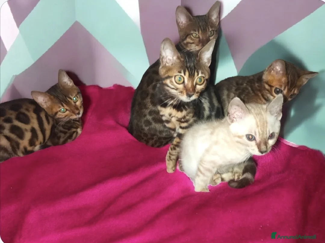 Bengala gatti in vendita: Bellissimi gattini del Bengala  - Annuncio 6