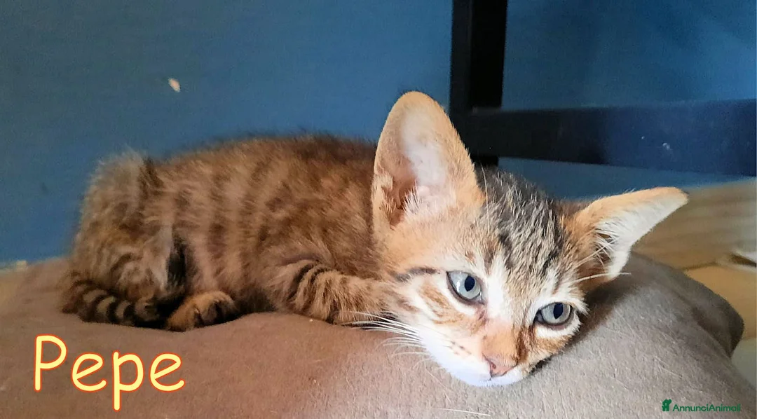 Europeo gatti in regalo: DOLCISSIMO GATTINO DI 45 GIORNI a Città metropolitana di Roma Capitale - Annuncio 2