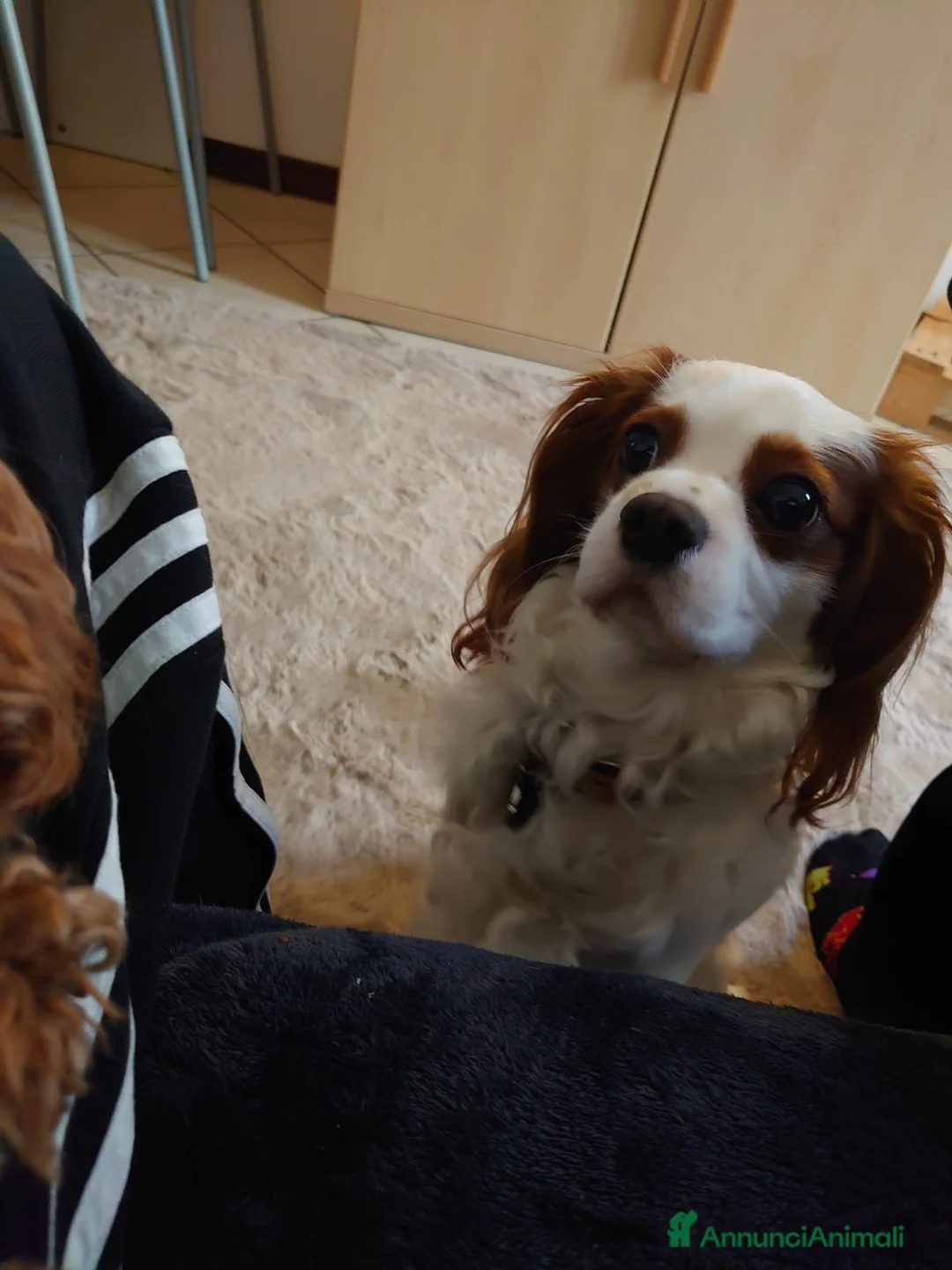 Cavalier King cani per accoppiamento: Per Monta Stallone Cavalier King Spaniel Blemhein  - Annuncio 3