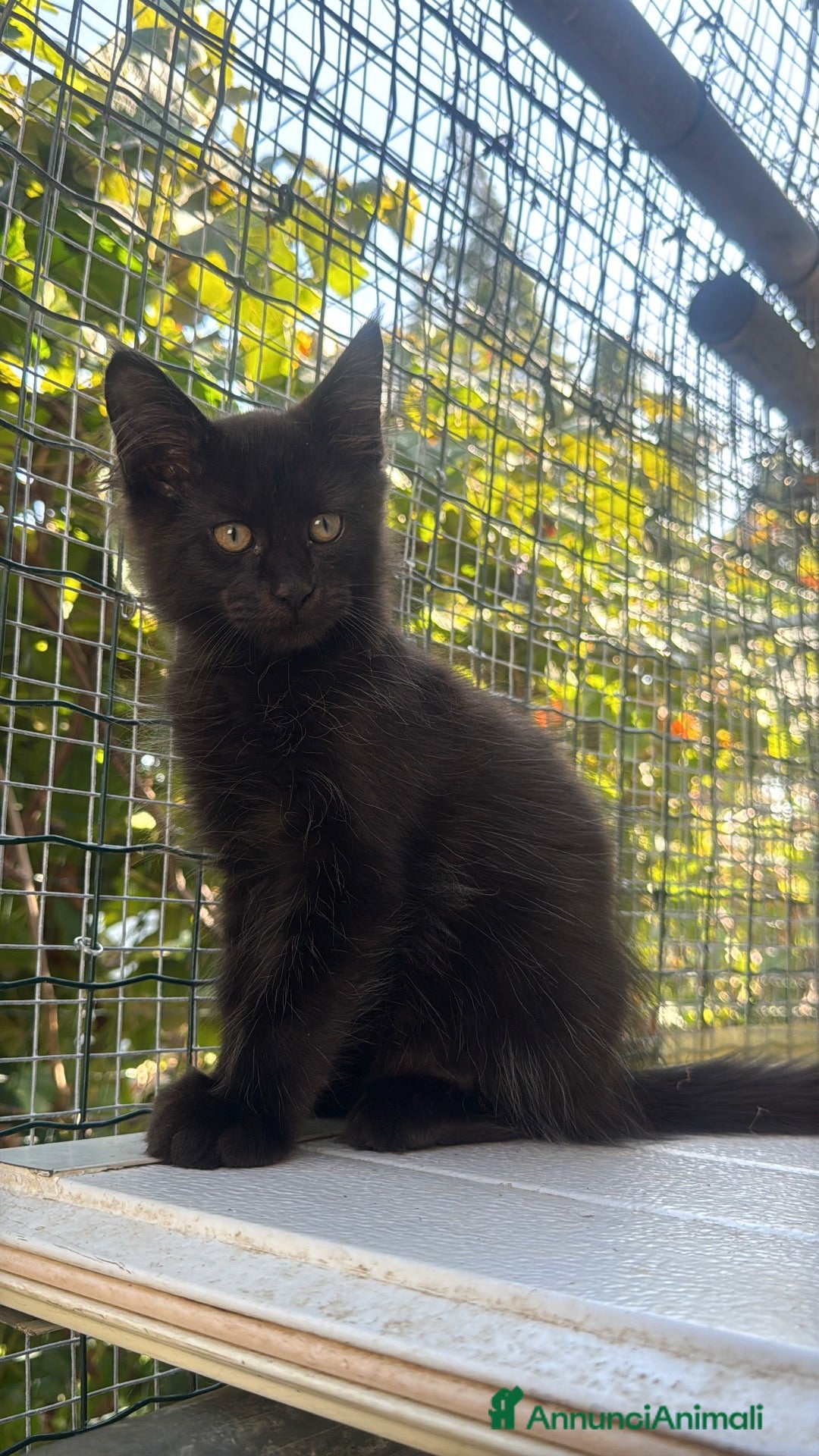 Maine Coon gatti Maschietto nero di maine coon (Baileys) - Annuncio 12