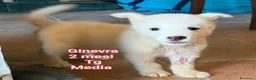 Meticcio cani in regalo: TROPPI CUCCIOLI SOLI IN RIFUGIO  a Provincia di Verona - Annuncio 4
