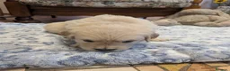 Golden Retriever cani in vendita: Cuccioli di Golden Retriever - Annuncio 5