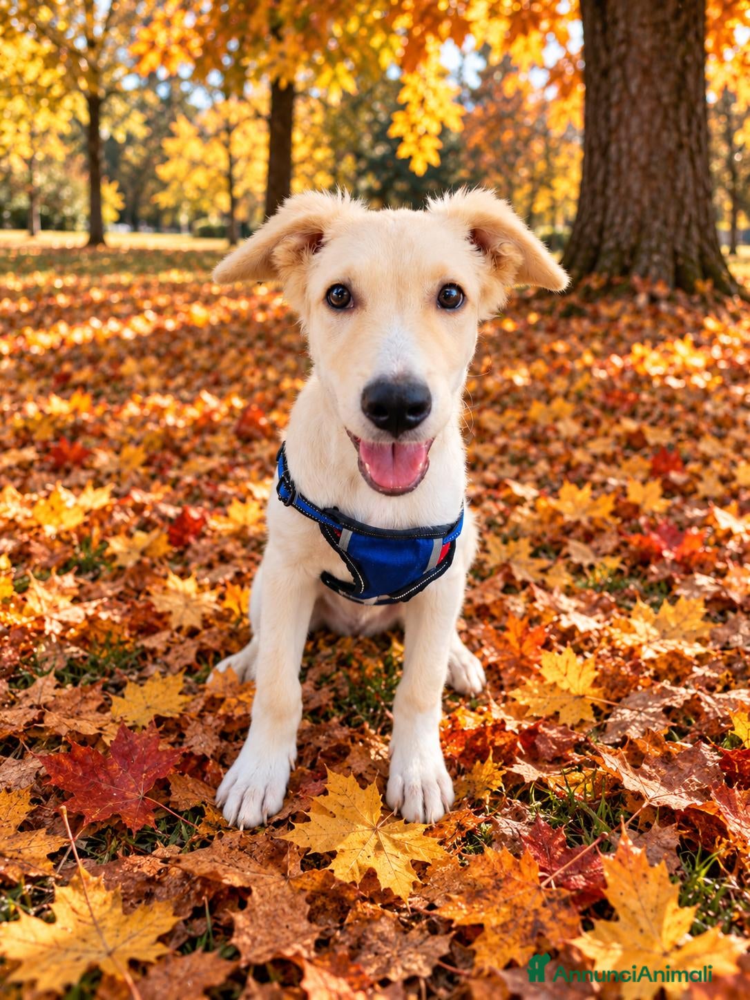 Meticcio cani Charlie, taglia media!  - Annuncio 33