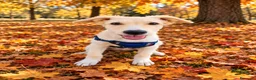 Meticcio cani in regalo: Charlie, taglia media!  - Annuncio 1