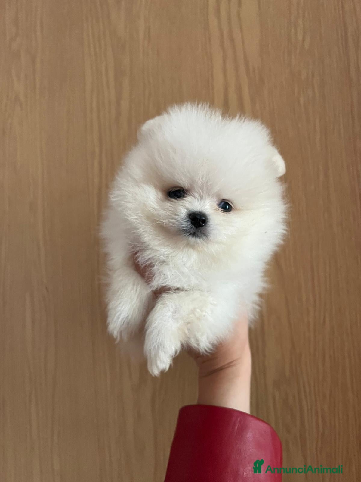 Volpino Pomerania cani Pomerania  - Annuncio 7