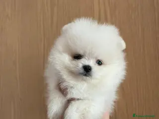 Volpino Pomerania cani Pomerania - Annuncio 5