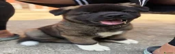 Akita Americano cani in vendita: Akita Americano - Annuncio 13