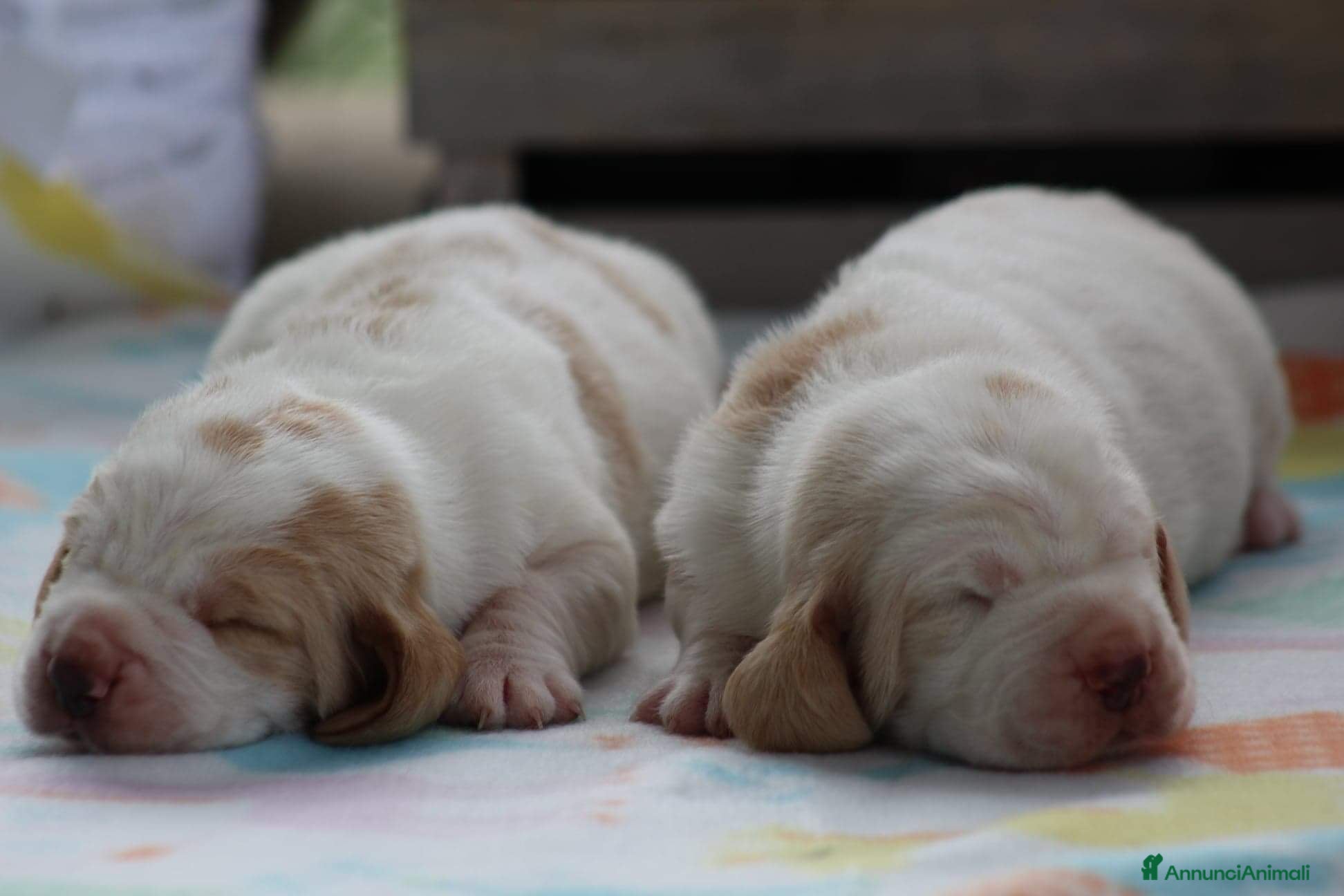 Bassethound cani Meravigliosi Cuccioli di Bassethound  - Annuncio 1
