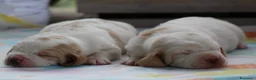 Bassethound cani in vendita: Meravigliosi Cuccioli di Bassethound  - Annuncio 1