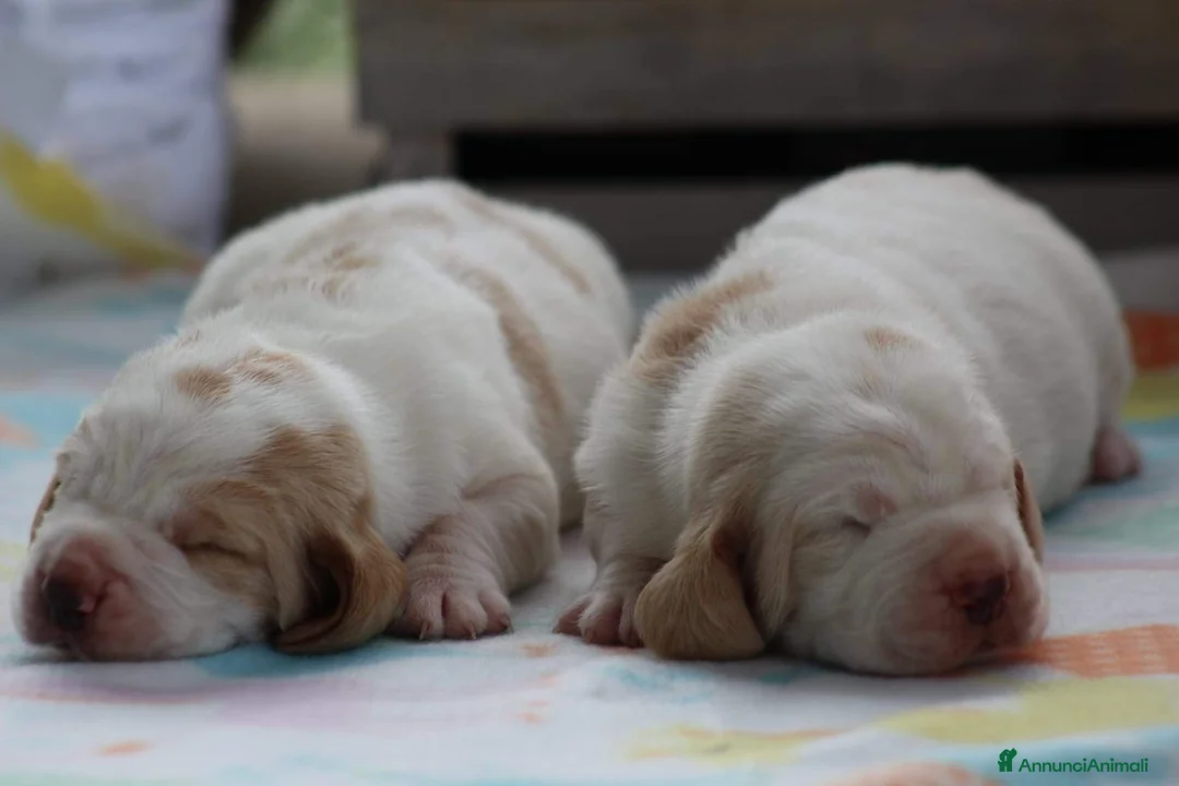 Bassethound cani in vendita: Meravigliosi Cuccioli di Bassethound  - Annuncio 1