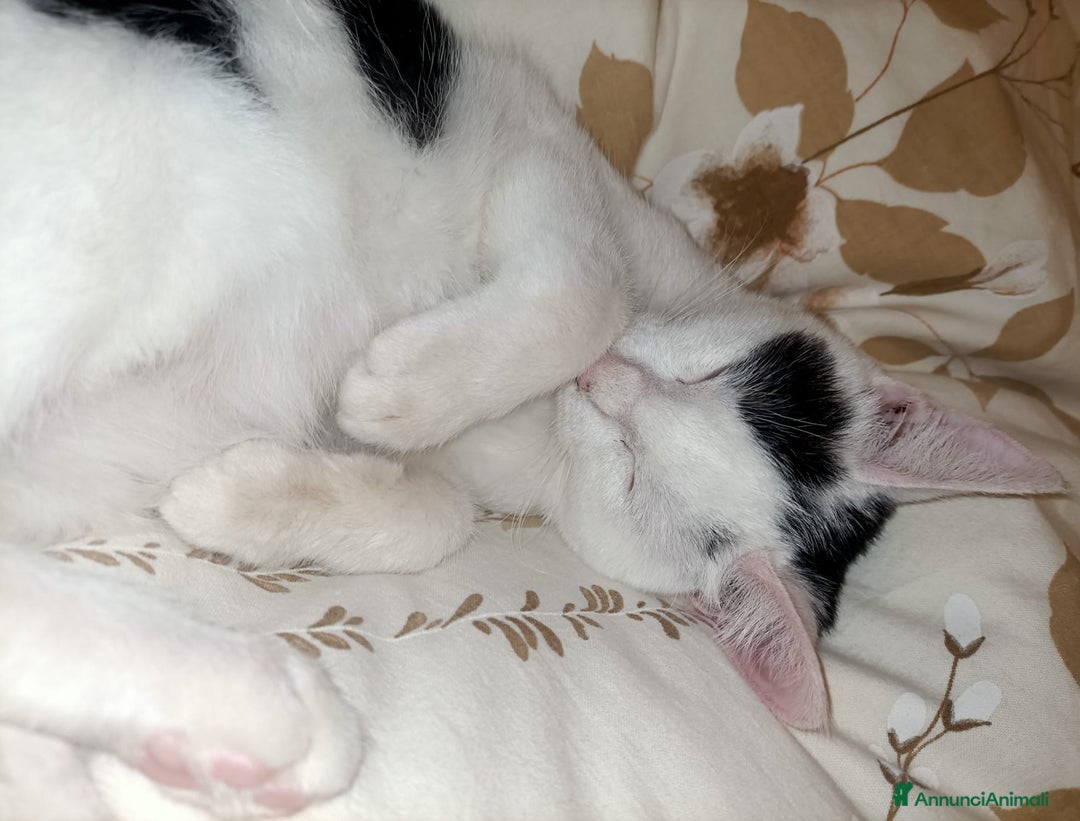 Meticcio gatti in regalo: BIANCO : SUPER COCCOLONE - Annuncio 5