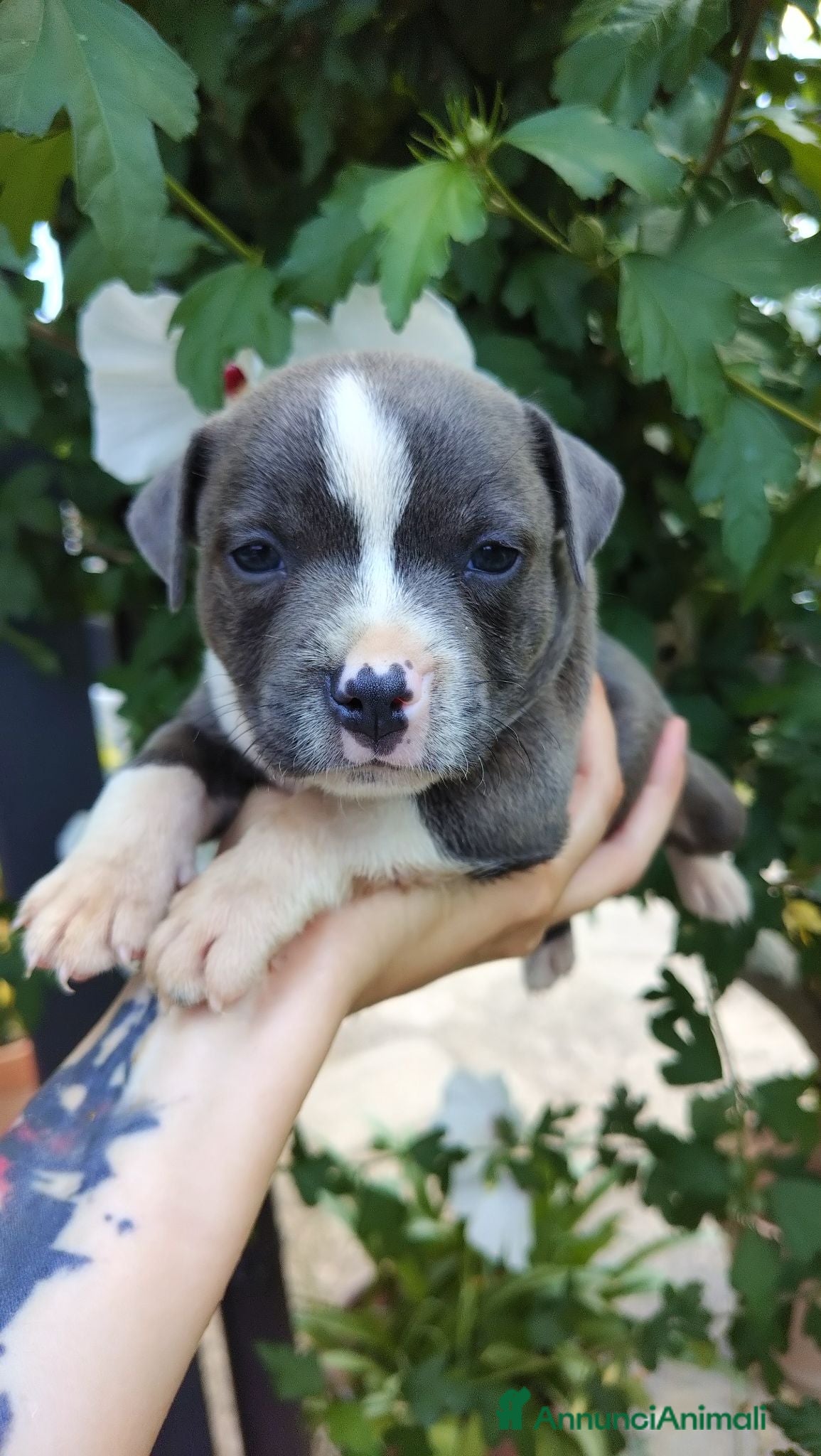Staffordshire cani Staffordshire bull terrier  - Annuncio 1