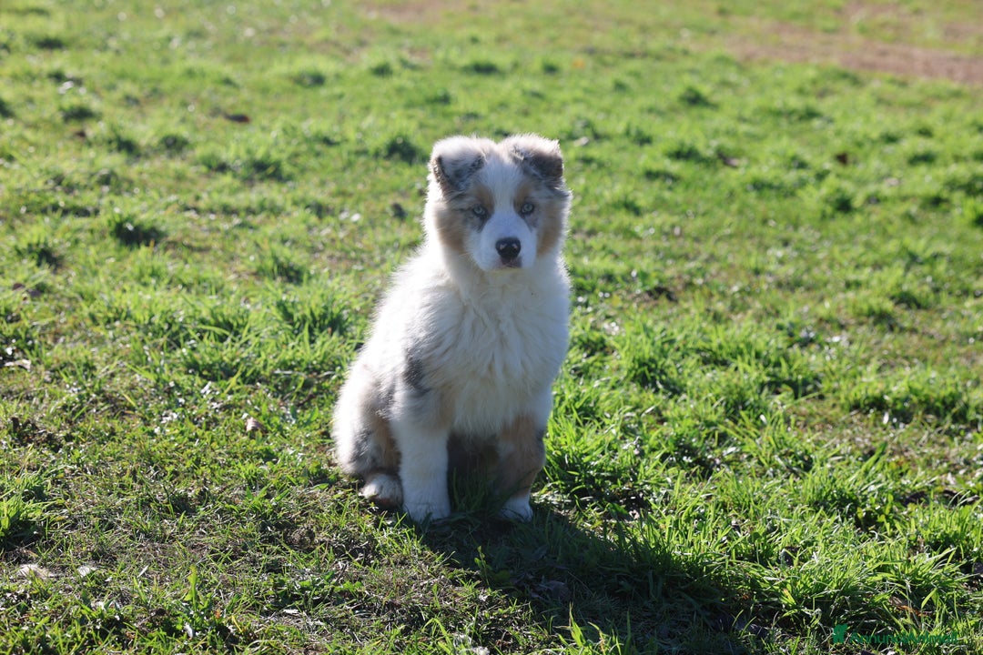 Australian Shepherd cani in vendita: Cucciolo di pastore australiano  - Annuncio 2