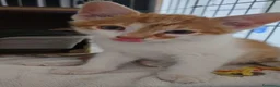 Altre razze gatti in regalo: ROMEO CERCA CASA 🏡 - Annuncio 5