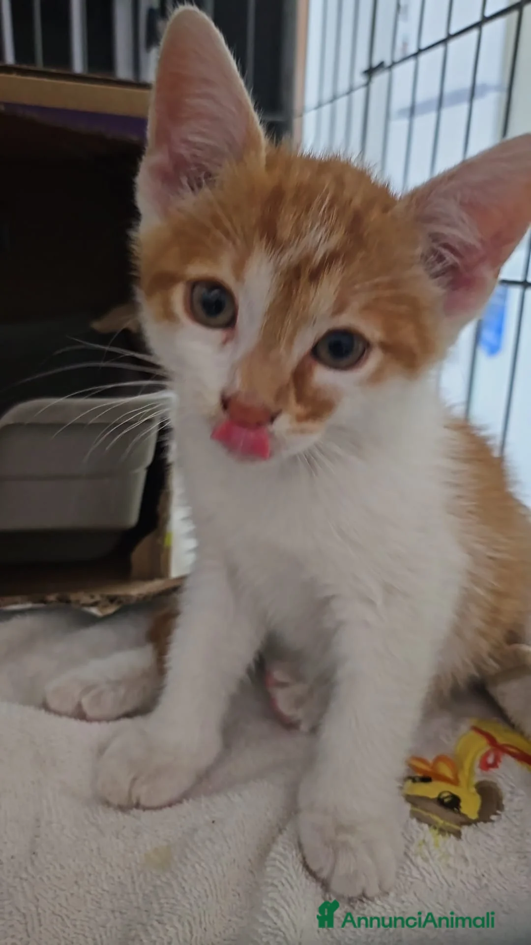 Altre razze gatti in regalo: ROMEO CERCA CASA 🏡 - Annuncio 5