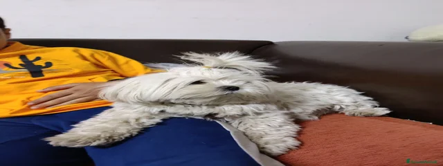 Mia
