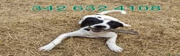 Meticcio cani in regalo: SESAMO 💙 la mascherina da supereroe ce l’ha già a Provincia di Parma - Annuncio 2