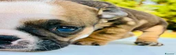Bulldog cani in vendita: Cuccioli Bulldog Inglese - Annuncio 37