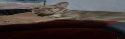 Bulldog Francese cani in vendita: Bulldog francese esotico - Annuncio 7