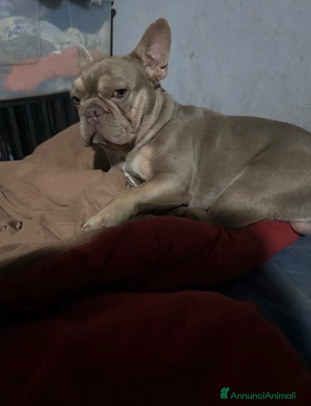 Bulldog Francese cani in vendita: Bulldog francese esotico - Annuncio 7