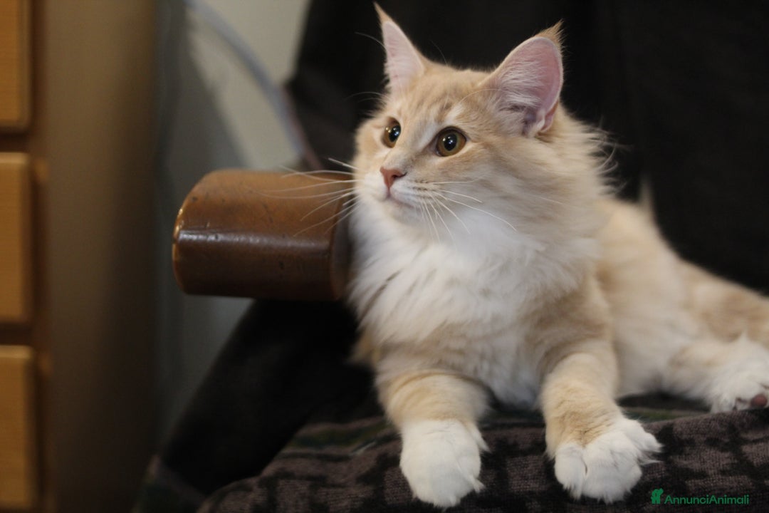 Norvegese gatti in vendita: Norvegesi delle foreste - Annuncio 10