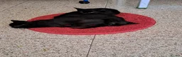 Meticcio gatti in regalo: Tre splendidi gattini neri in regalo a Provincia di Modena - Annuncio 2