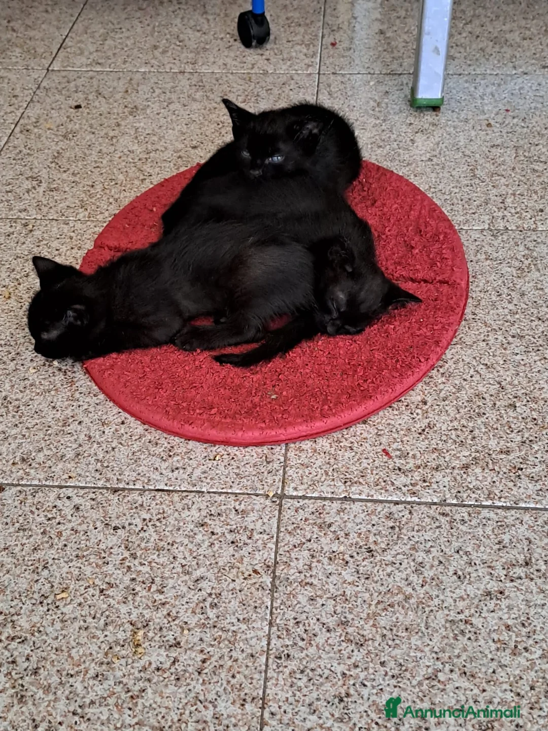 Meticcio gatti in regalo: Tre splendidi gattini neri in regalo a Provincia di Modena - Annuncio 2
