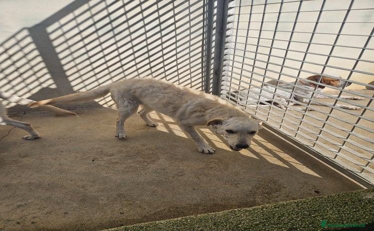 Meticcio cani Micky: 1 anno, socievole ed equilibrata  - Annuncio 3