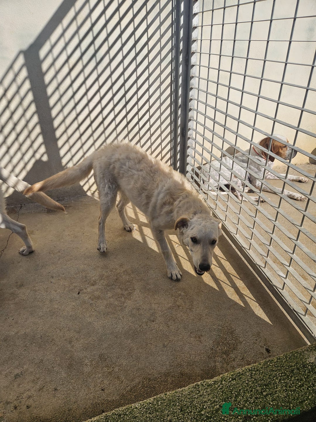 Meticcio cani in regalo: Micky: 1 anno, socievole ed equilibrata  - Annuncio 2