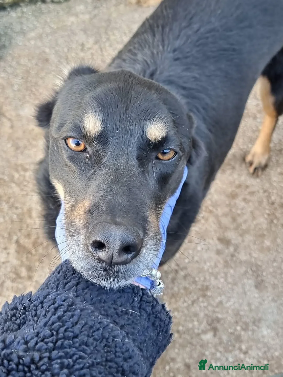 Meticcio cani in regalo: 17 chili, 7 anni, aspetto qualcuno da amare  - Annuncio 2