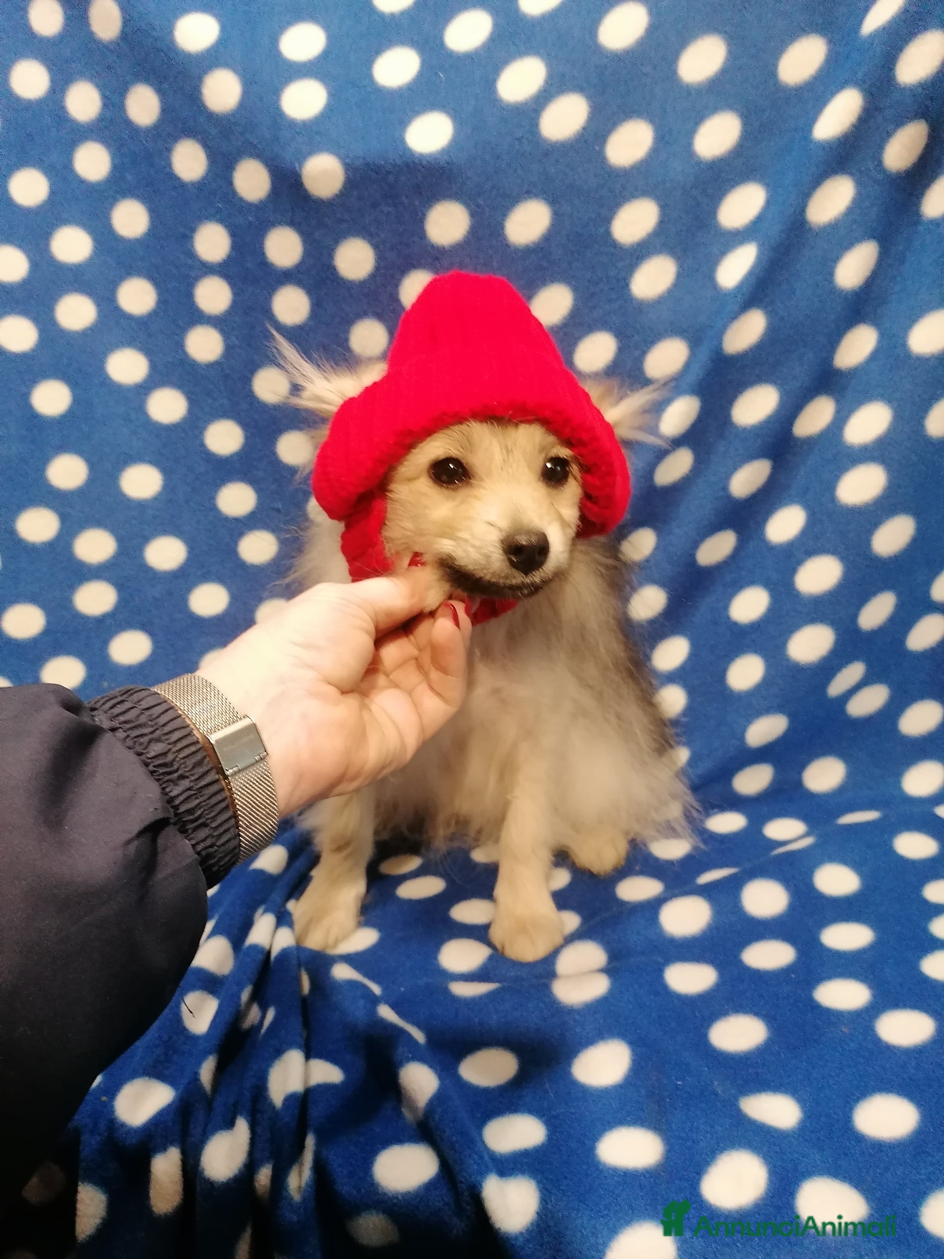 Volpino Pomerania cani Volpino pomerania cucciolo maschio - Annuncio 1