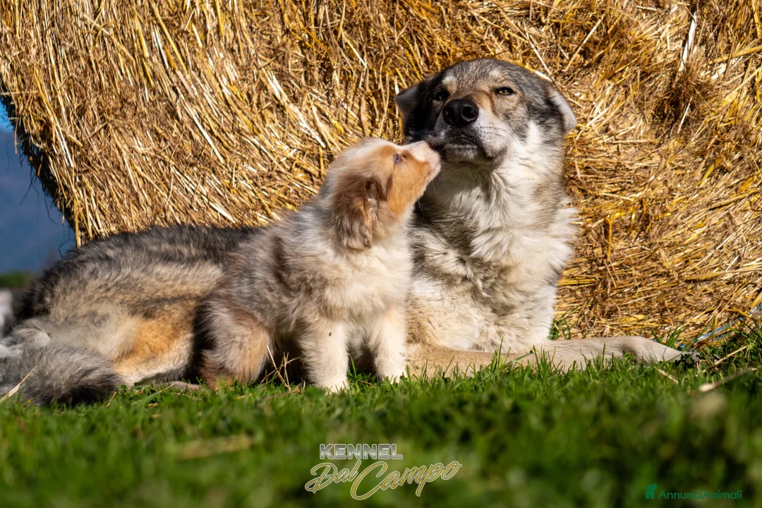 Australian Shepherd cani in vendita: Australian Shepherd  - Annuncio 22