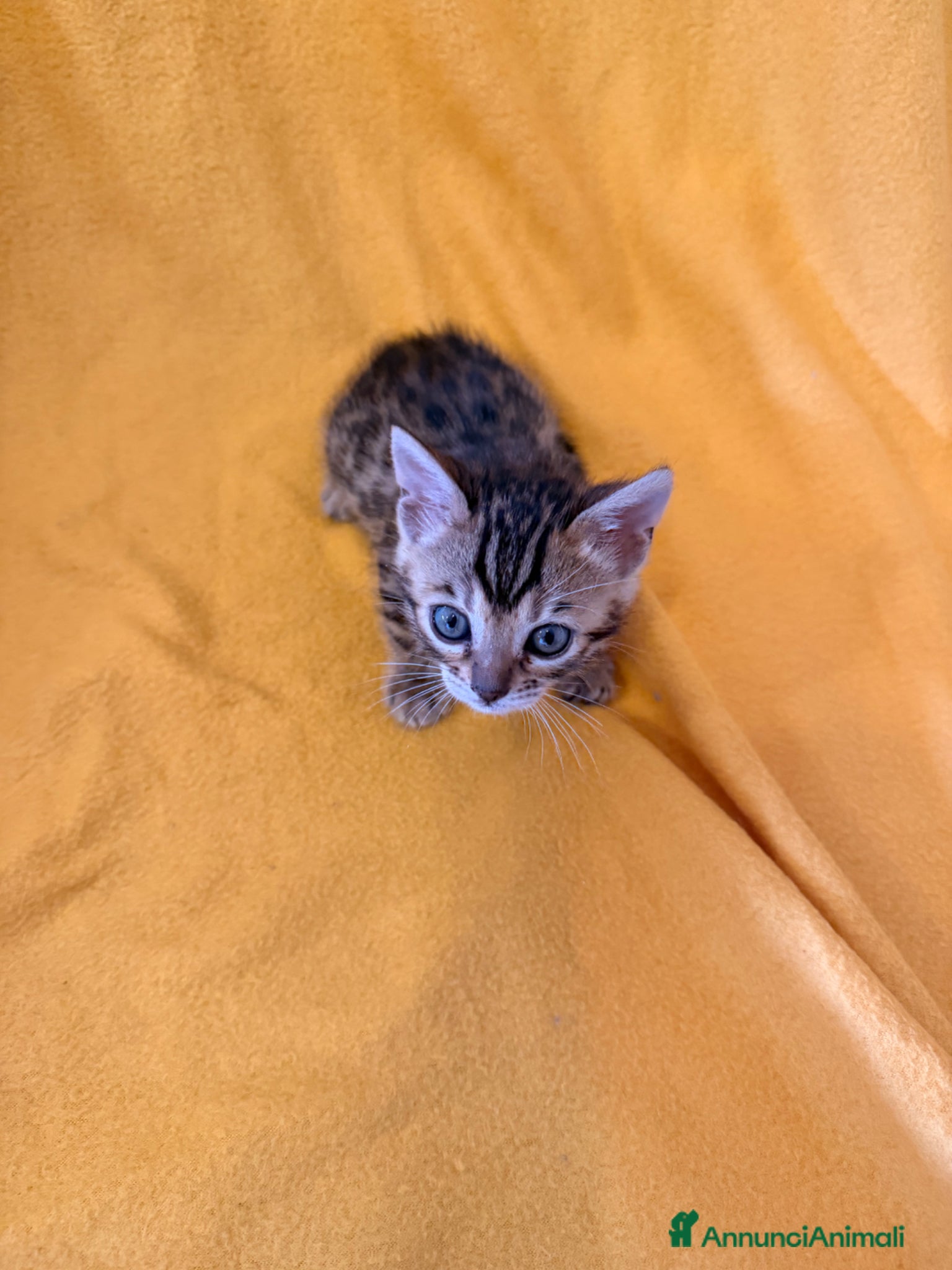 Bengala gatti Cuccioli di Bengala - Annuncio 1