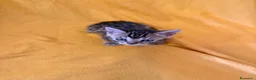 Bengala gatti in vendita: Cuccioli di Bengala - Annuncio 1