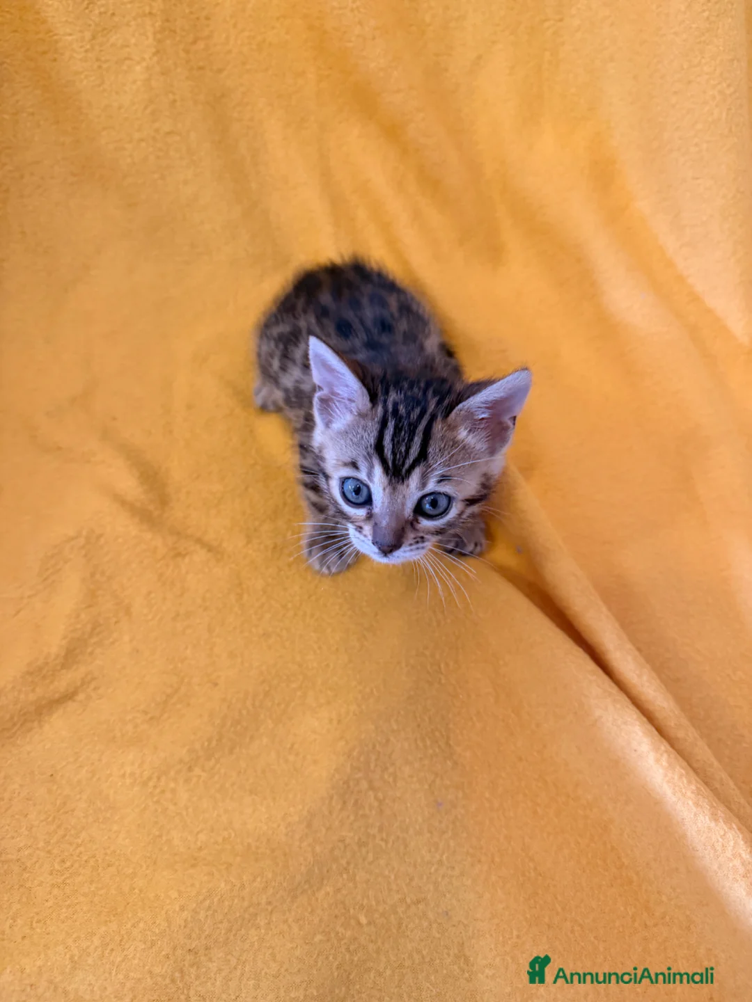 Bengala gatti in vendita: Cuccioli di Bengala - Annuncio 1
