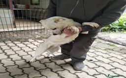 Meticcio cani in regalo: ALICE  a Città Metropolitana di Torino - Immagine 13