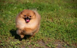 Spitz cani in vendita: Disponibile 1 Cucciolo di Spitz Pomerania a Provincia di Sondrio - Immagine 2