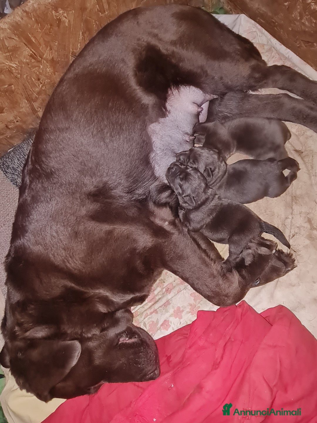 Labrador cani in vendita: LABRADOR choccolate Cuccioli - Annuncio 6