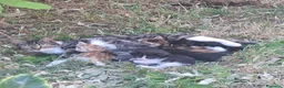 Meticcio gatti in regalo: Gattini cedo solo a persone responsabili a Città metropolitana di Roma Capitale - Annuncio 2