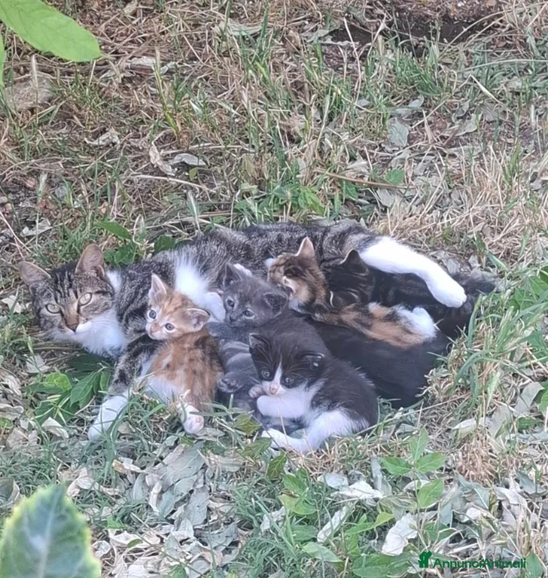 Meticcio gatti in regalo: Gattini cedo solo a persone responsabili a Città metropolitana di Roma Capitale - Annuncio 2