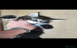 Maine Coon gatti in vendita: Maine Coon black Tabby  a Città metropolitana di Milano - Immagine 4