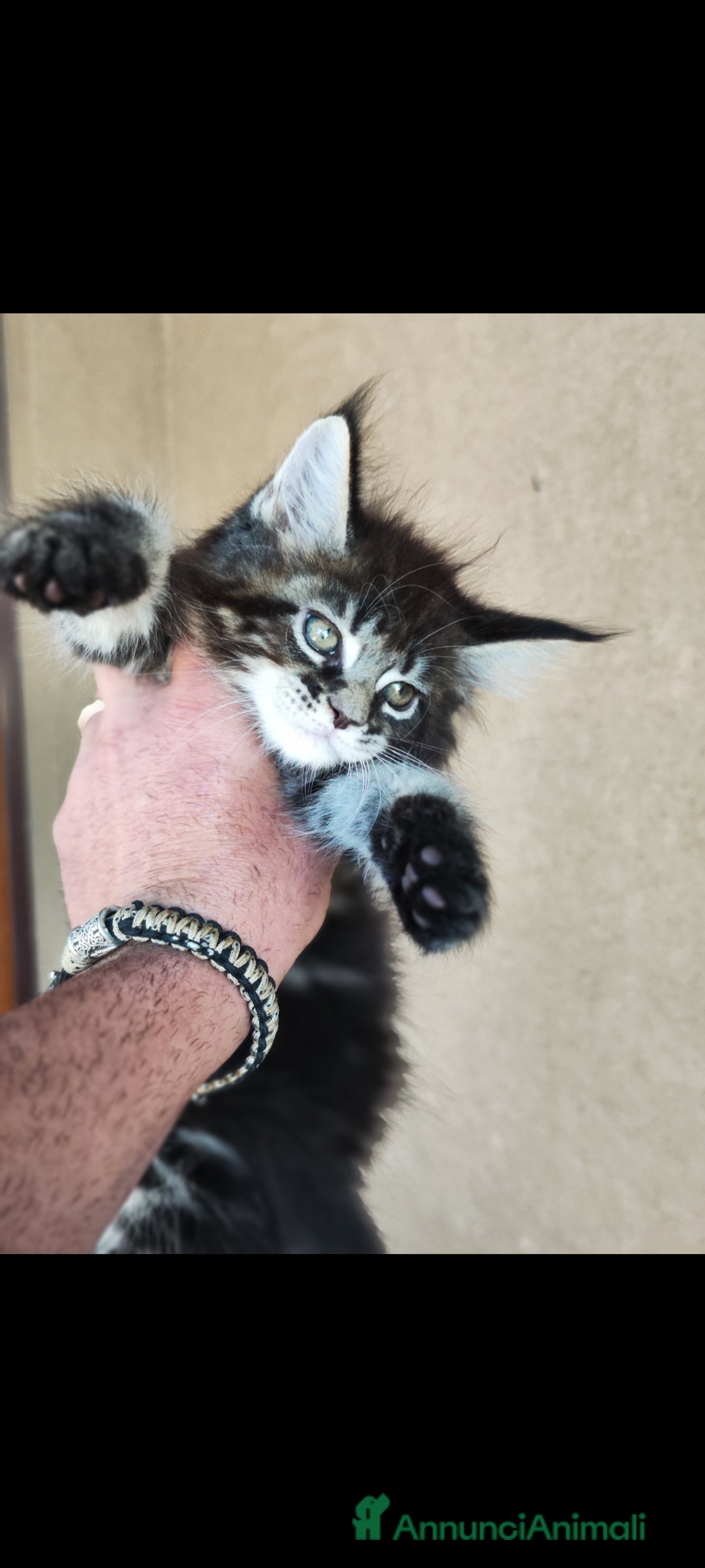 Maine Coon gatti in vendita: Maine Coon black Tabby  a Città metropolitana di Milano - Immagine 4
