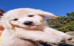 Golden Retriever cani in vendita: Bellissimi cuccioli golden retriever  a Provincia di Livorno - Immagine 1