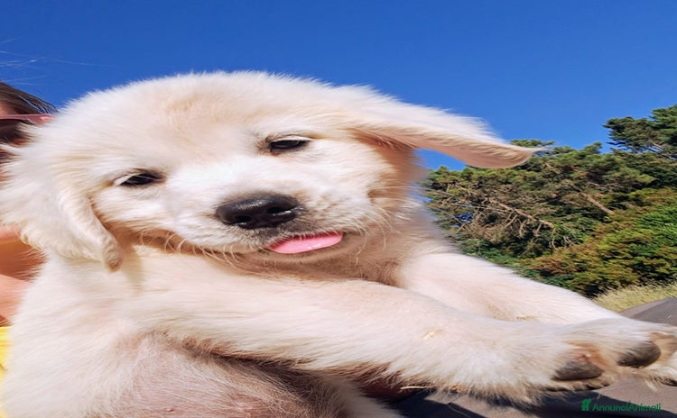 Golden Retriever cani in vendita a Provincia di Livorno - Annuncio 1