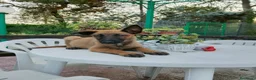 Pastore Belga cani in vendita: Cucciolata Pastore Belga Malinois in Italia  - Annuncio 6